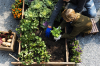 Grands projets urbains Bordeaux – Un enfant récolte les légumes