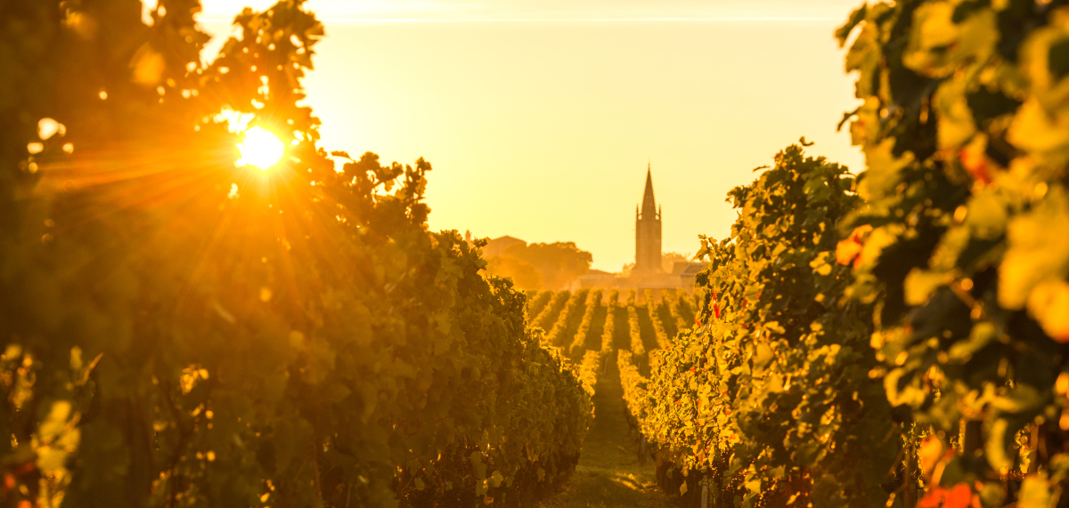 Zero Artificialisation Nette – Levé de soleil sur les vignes de Saint-Émilion, à proximité de Bordeaux